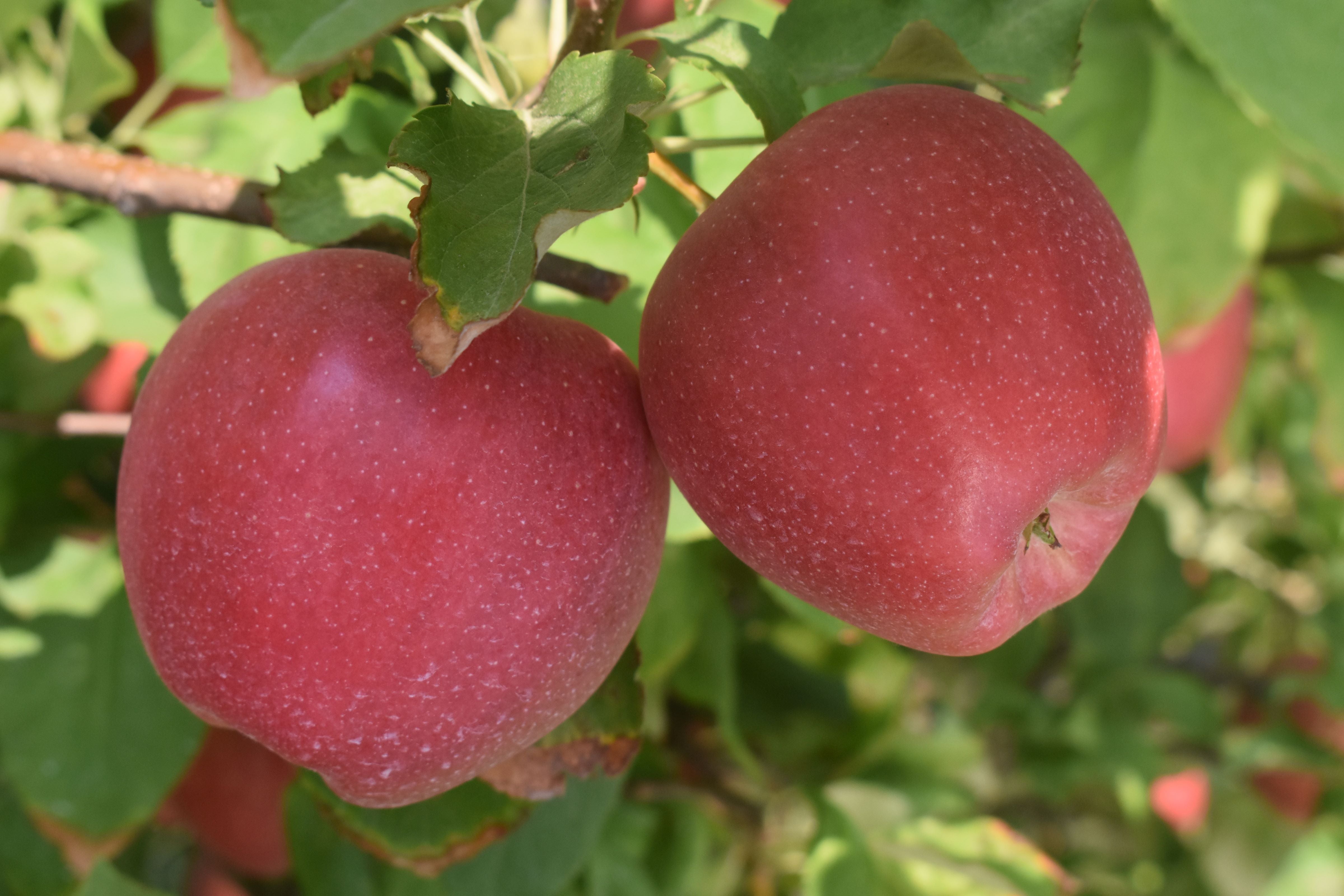 Buy new crop Gala Apples Online, Hardie's Direct, Austin TX
