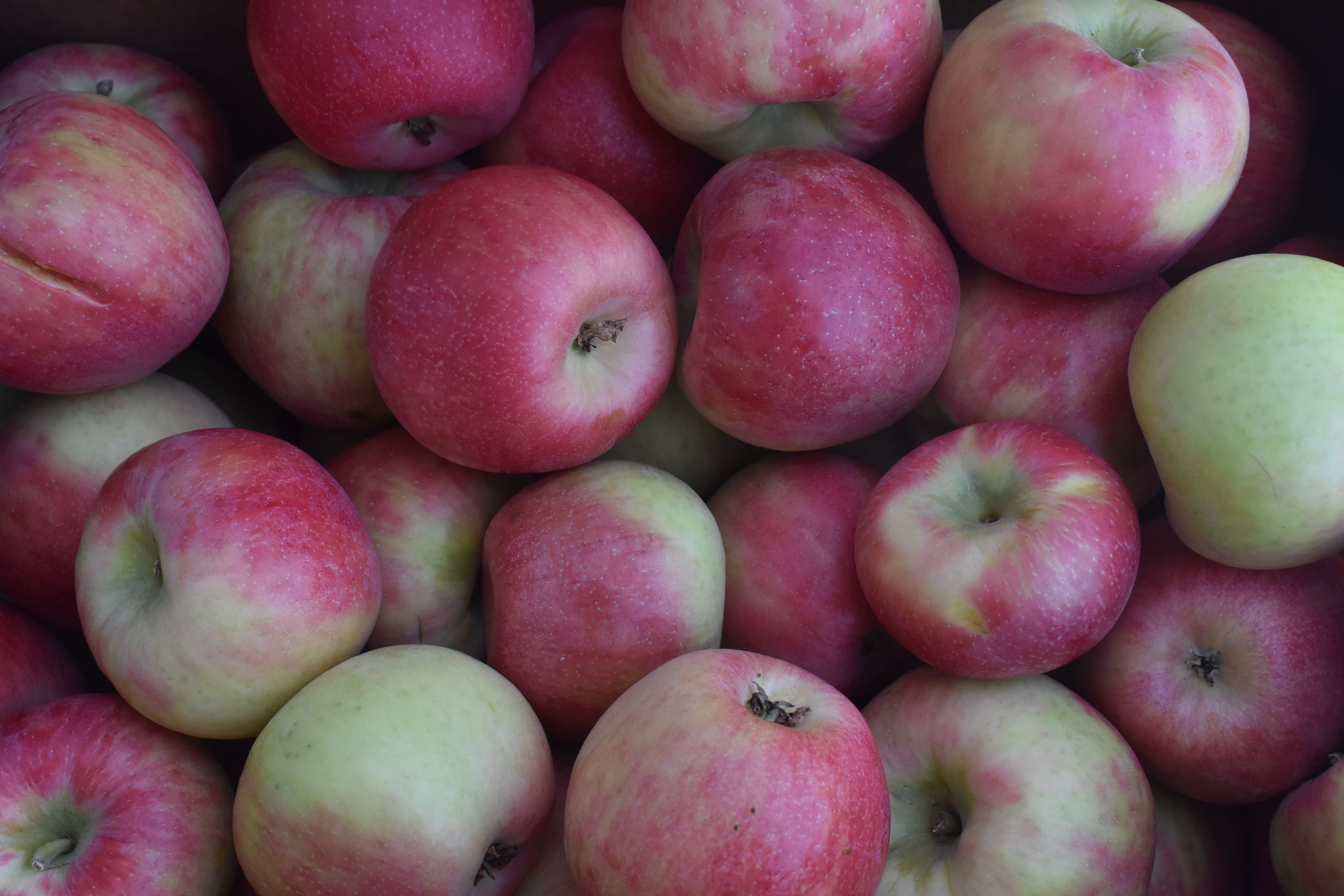 ORGANIC HONEYCRISP APPLES / 1 LB – Brooklyn Fare