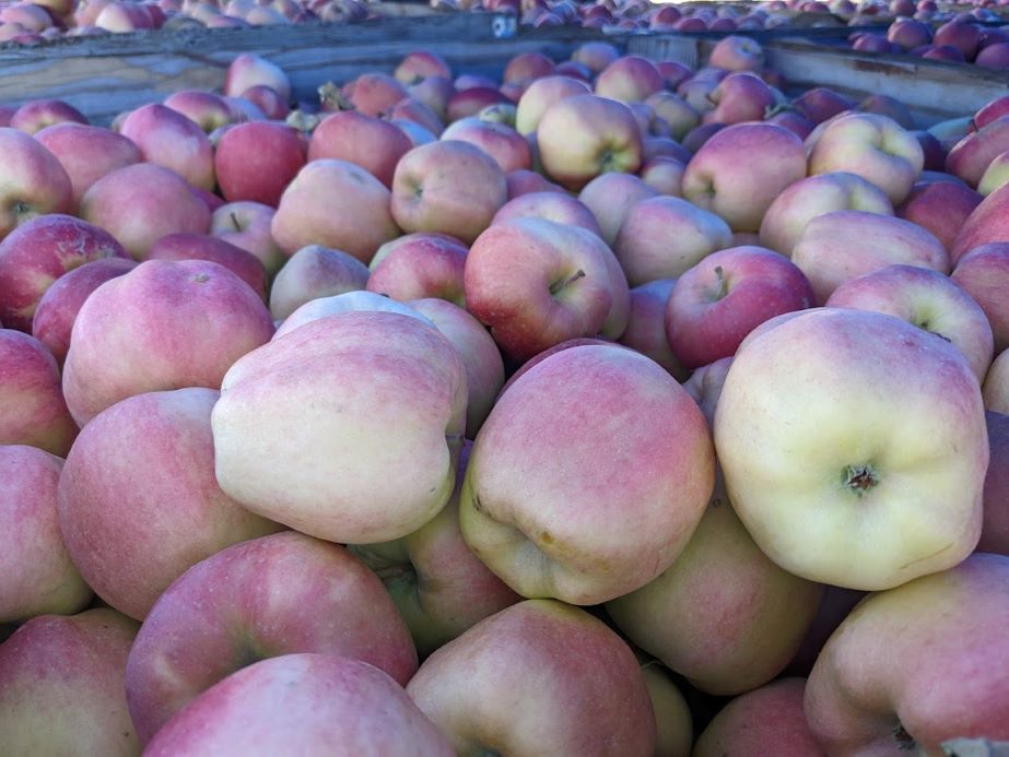 Ambrosia Apples