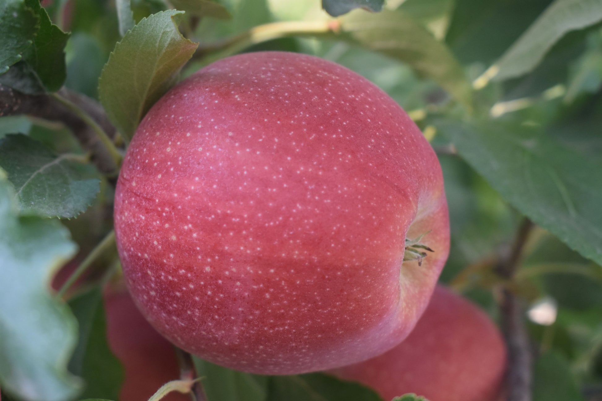 Gala Apples – KPJasper, LLC dba Kathy's Apple Farm