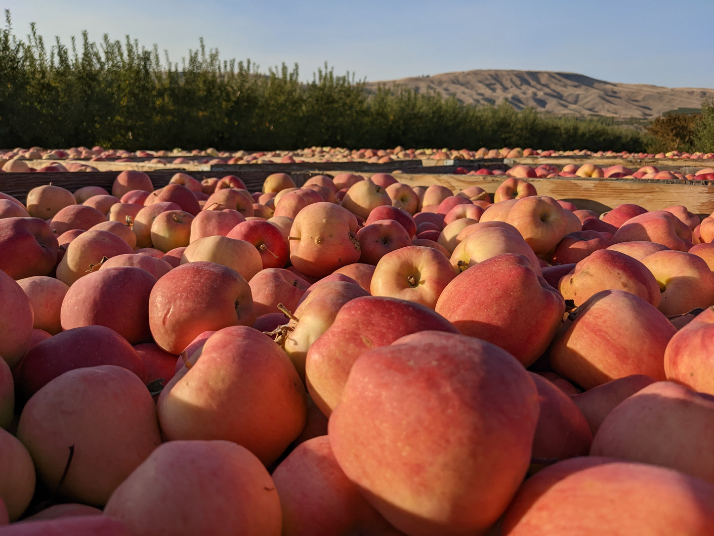 Ambrosia Apples