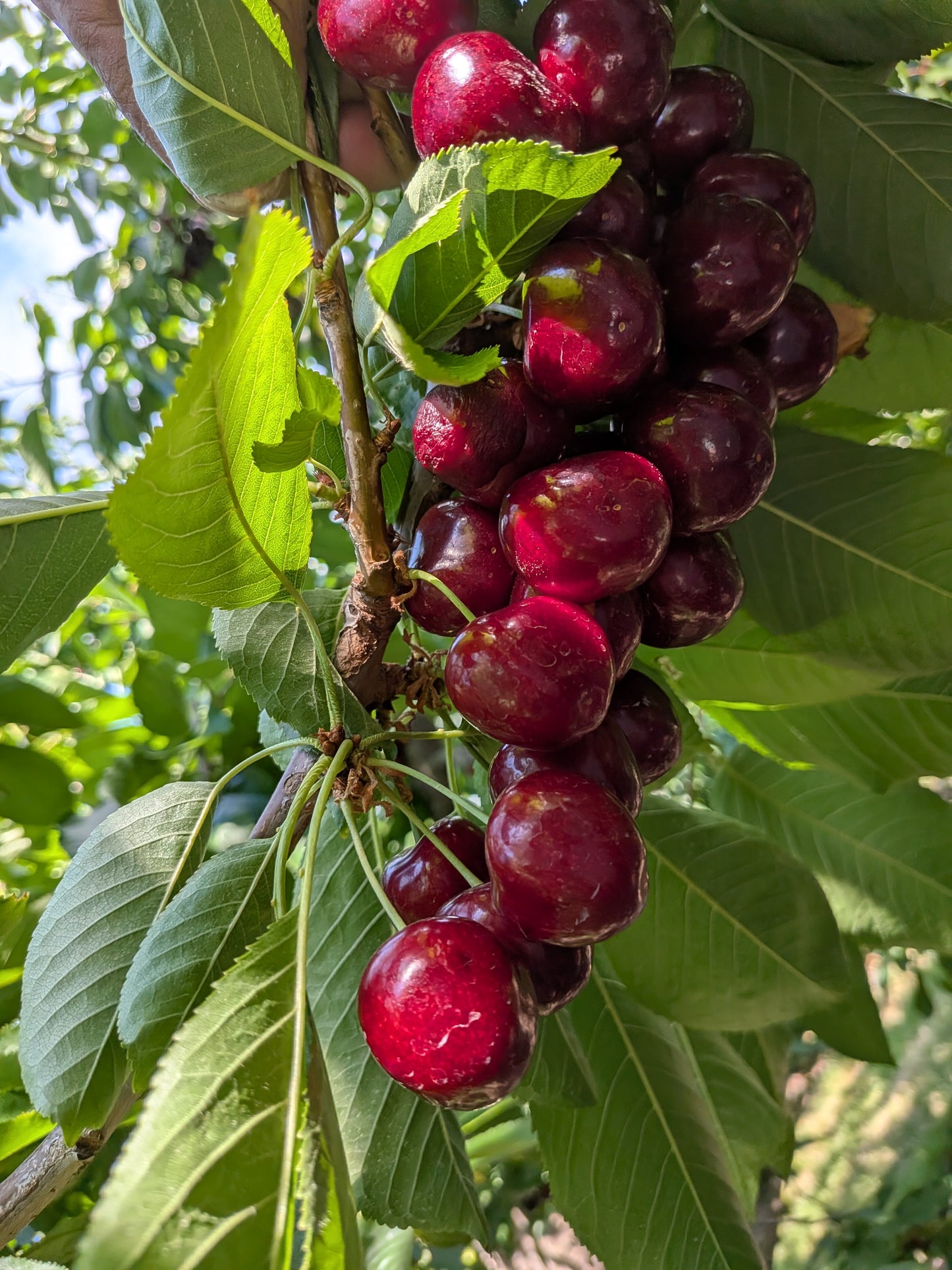 Cherries