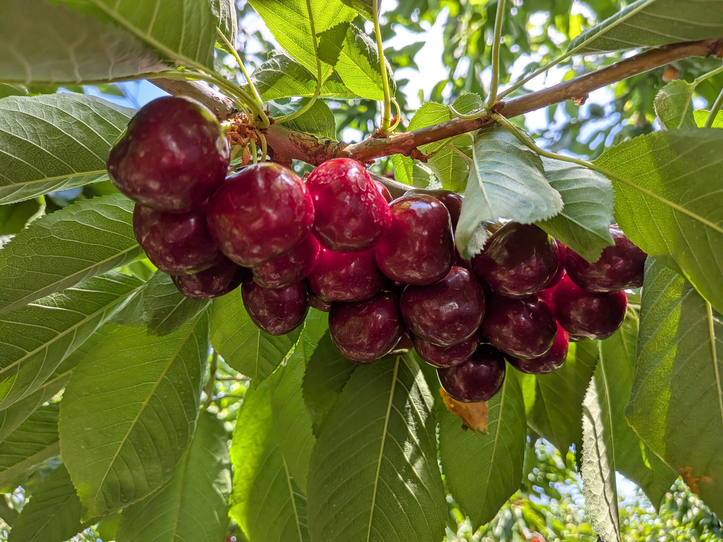 Cherries