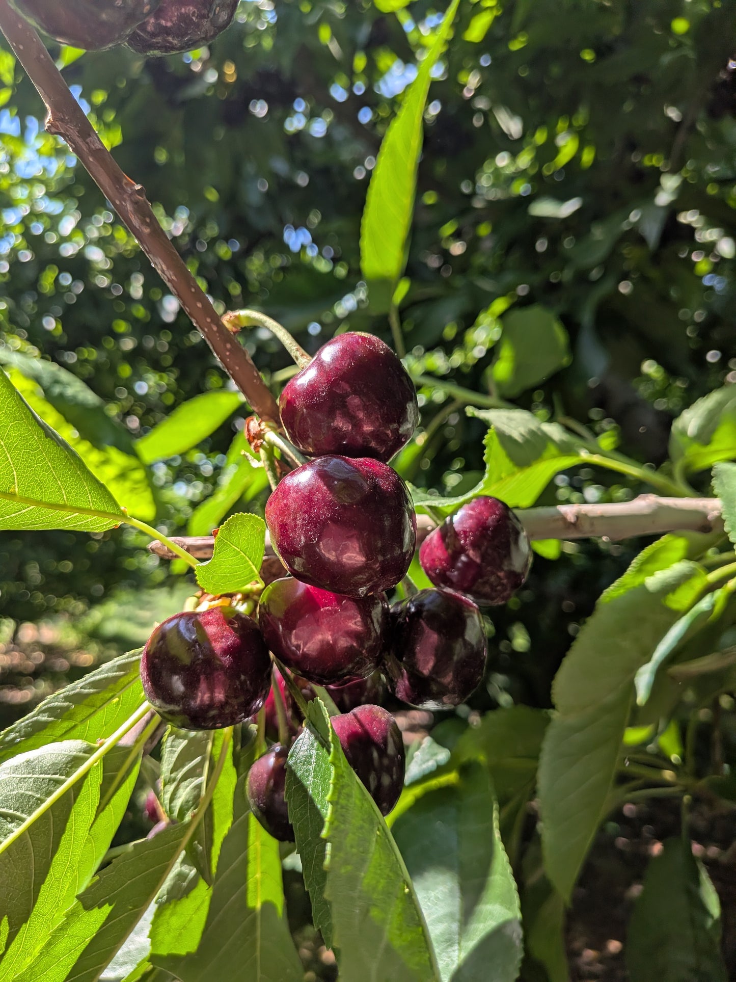 Cherries