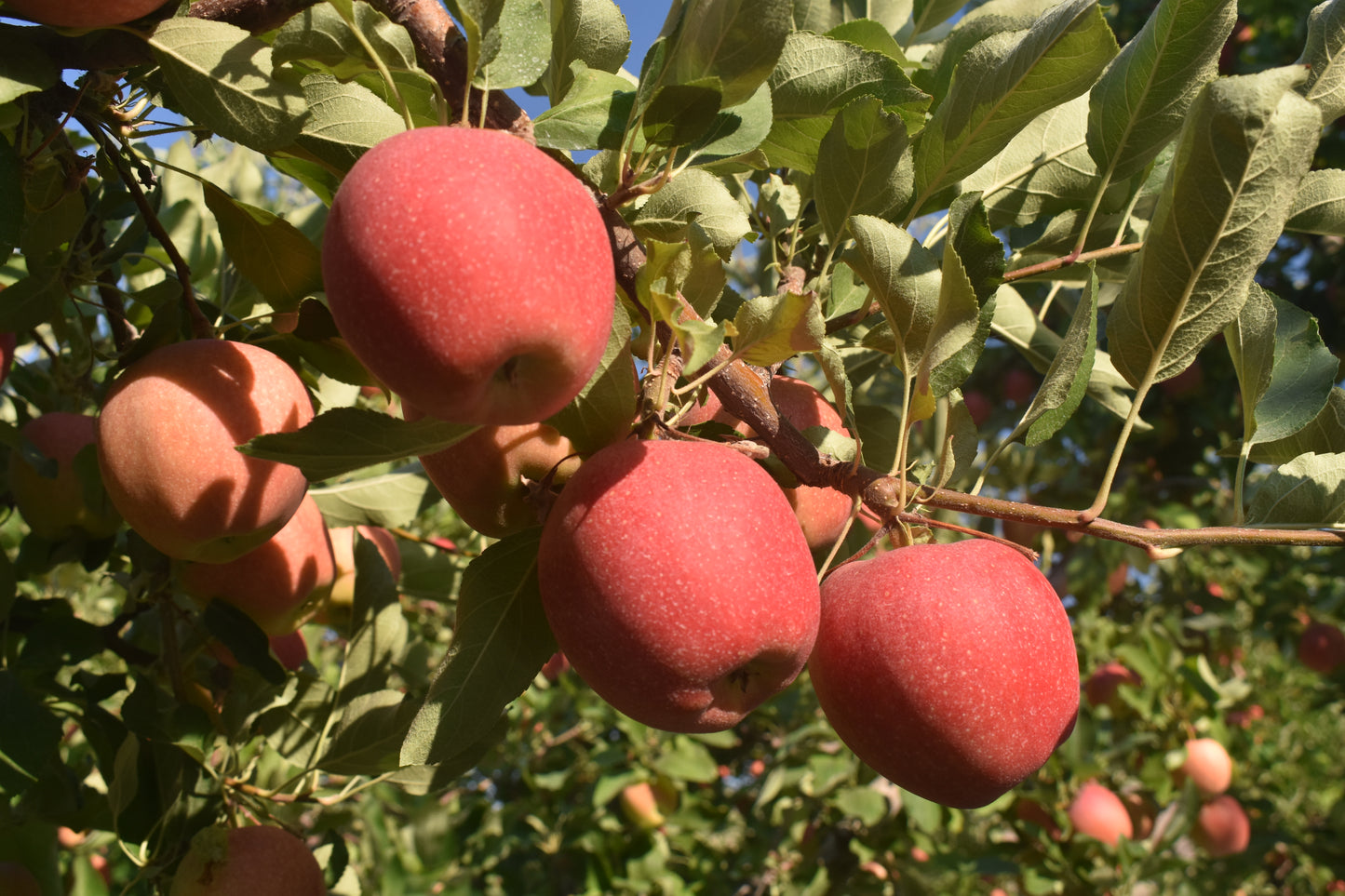 Ambrosia Apples