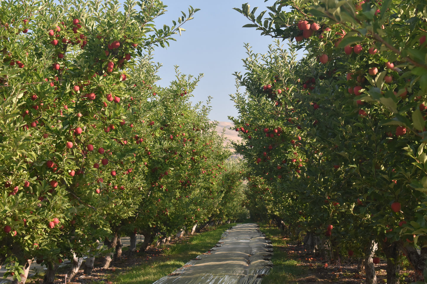 Gala Apples