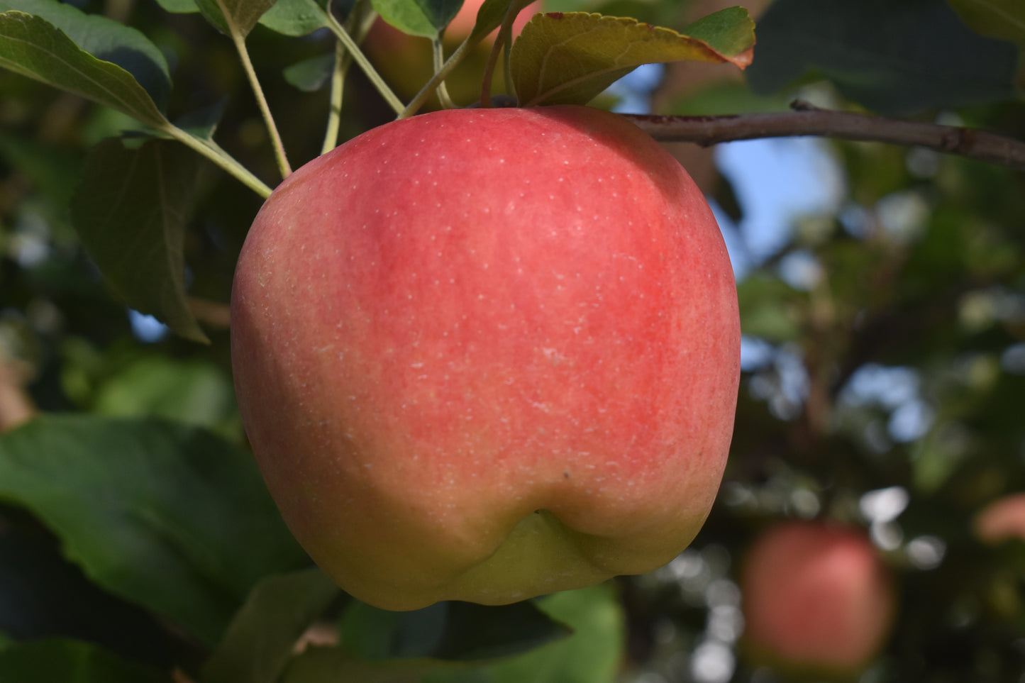 Ambrosia Apples