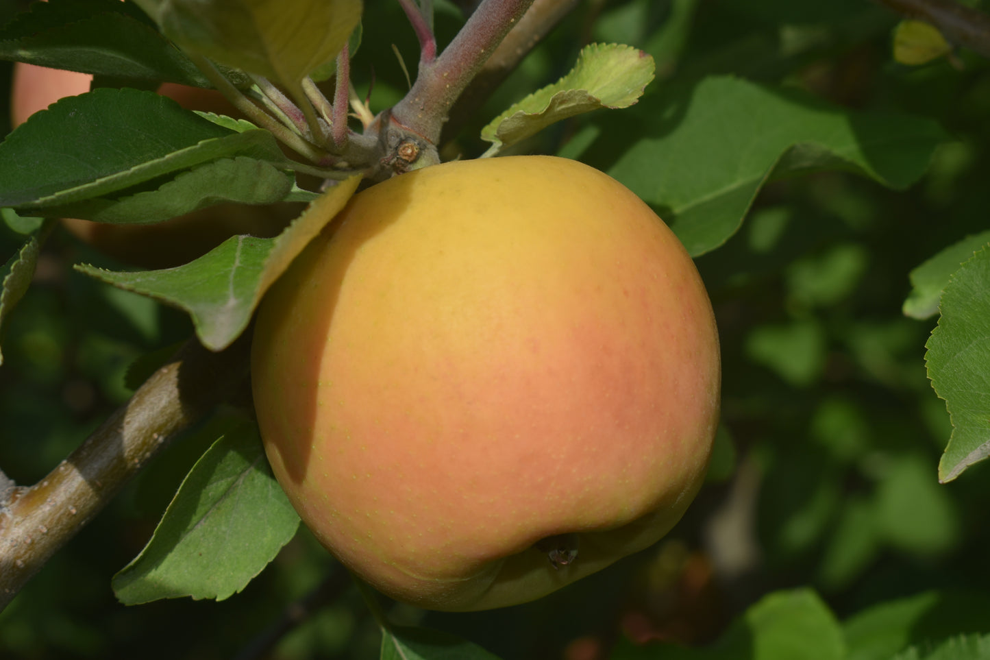 River Red Apples