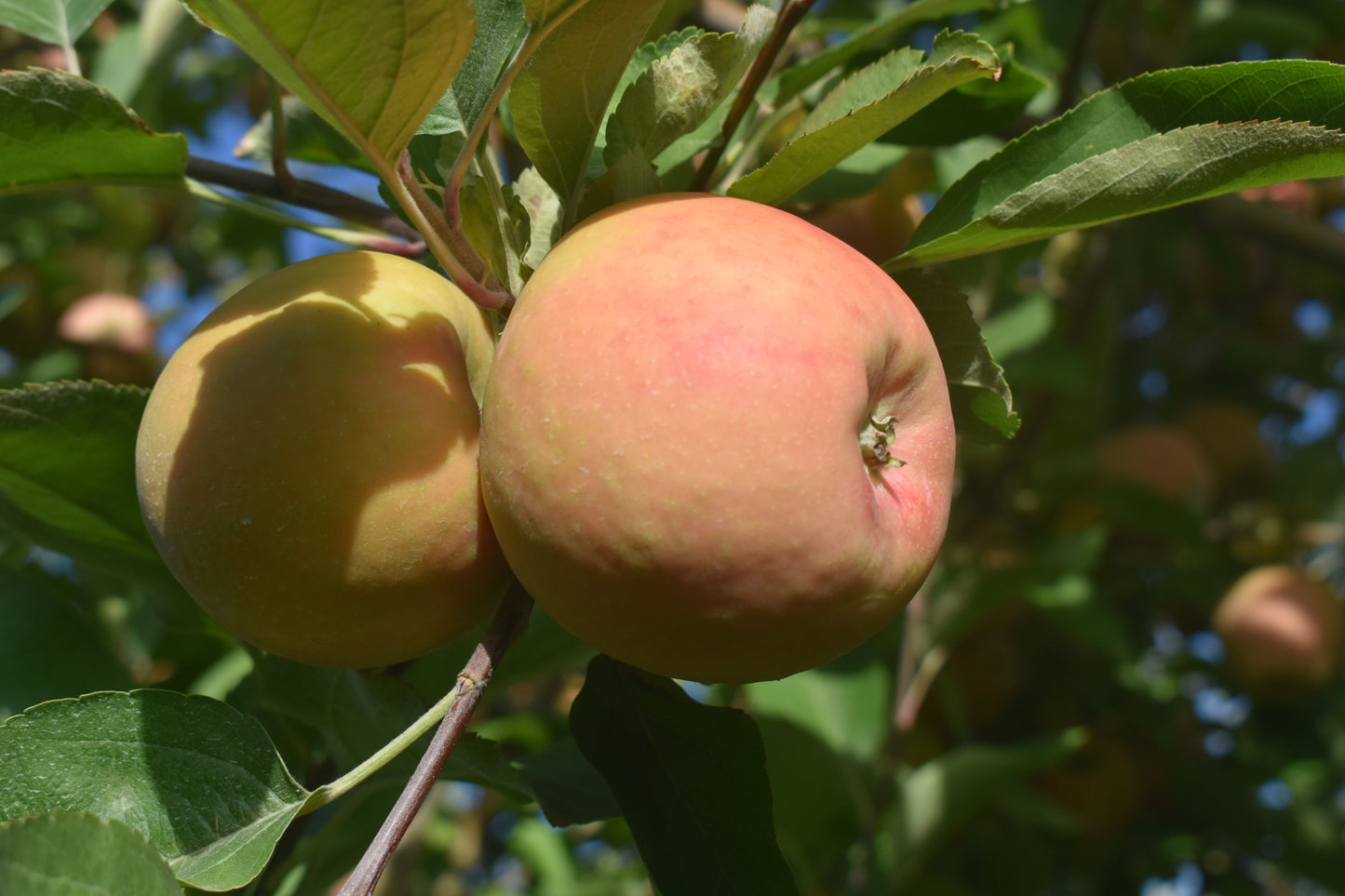 River Red Apples