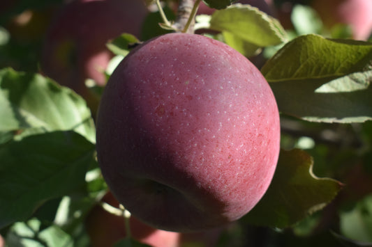 Fuji Apples