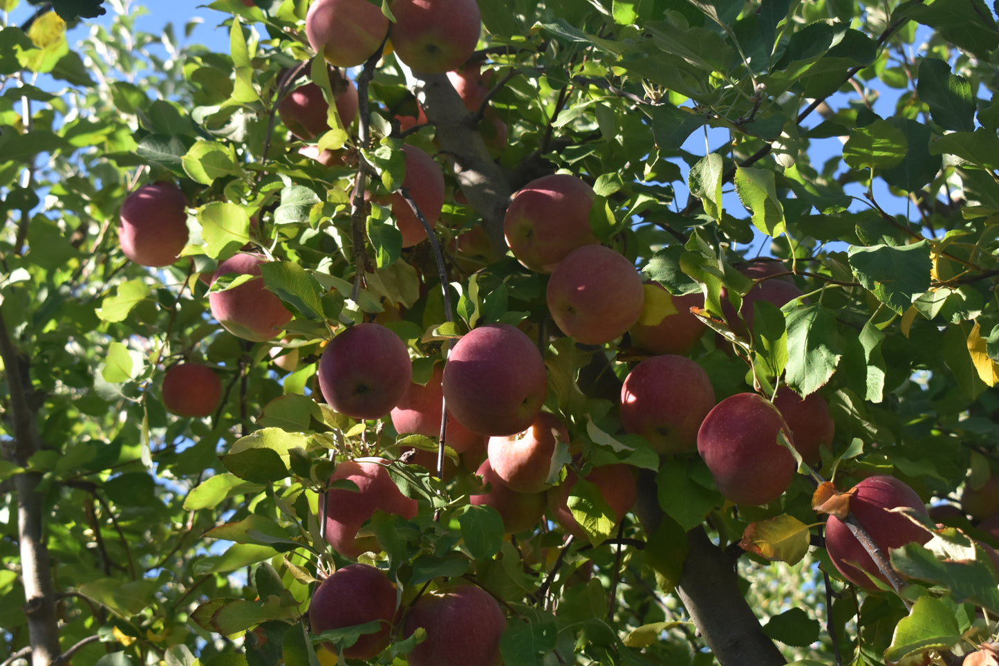 Fuji Apples