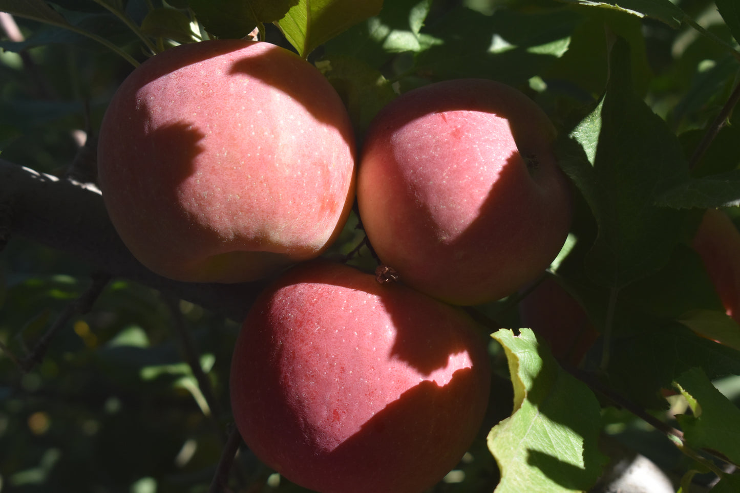 Fuji Apples