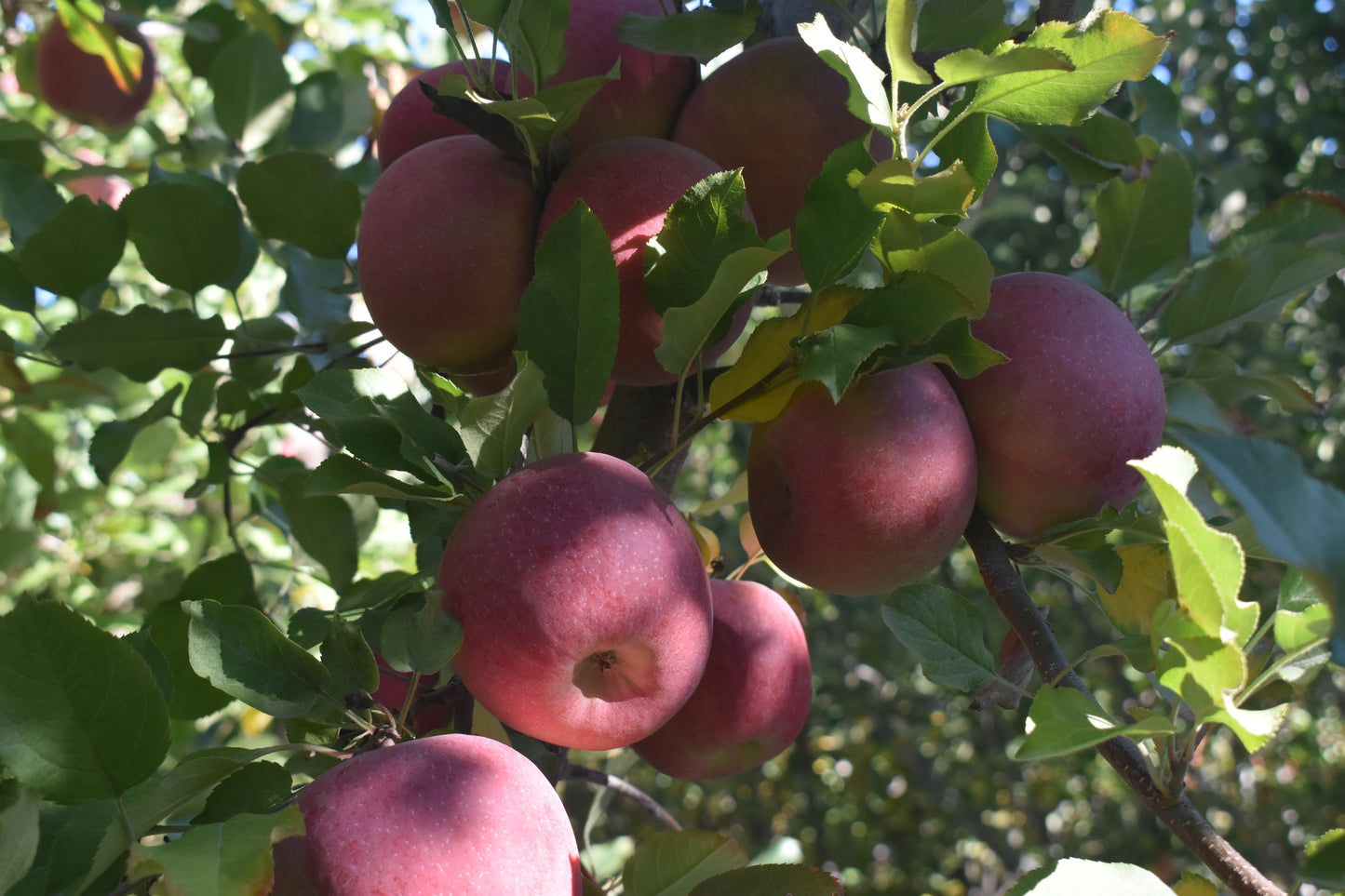 Fuji Apples