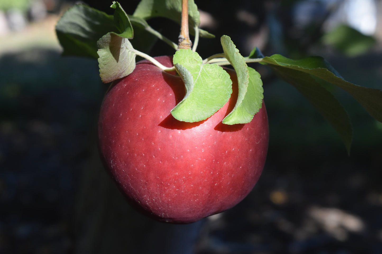 Galaxy Apples