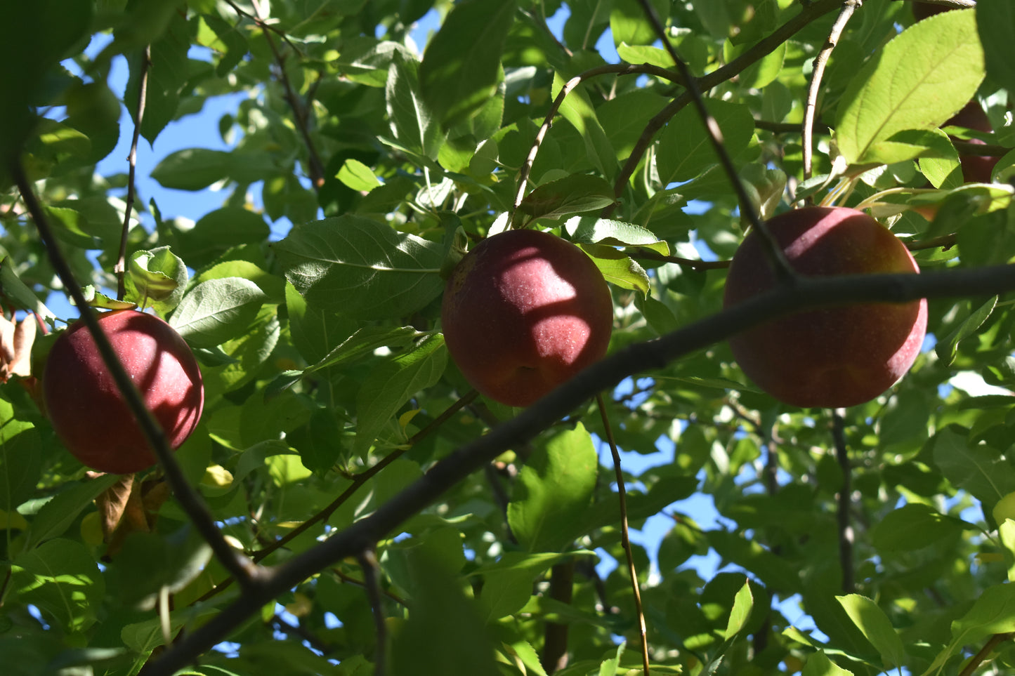 Galaxy Apples