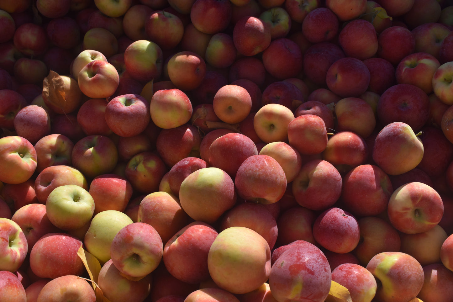 Honey Crisp Apples