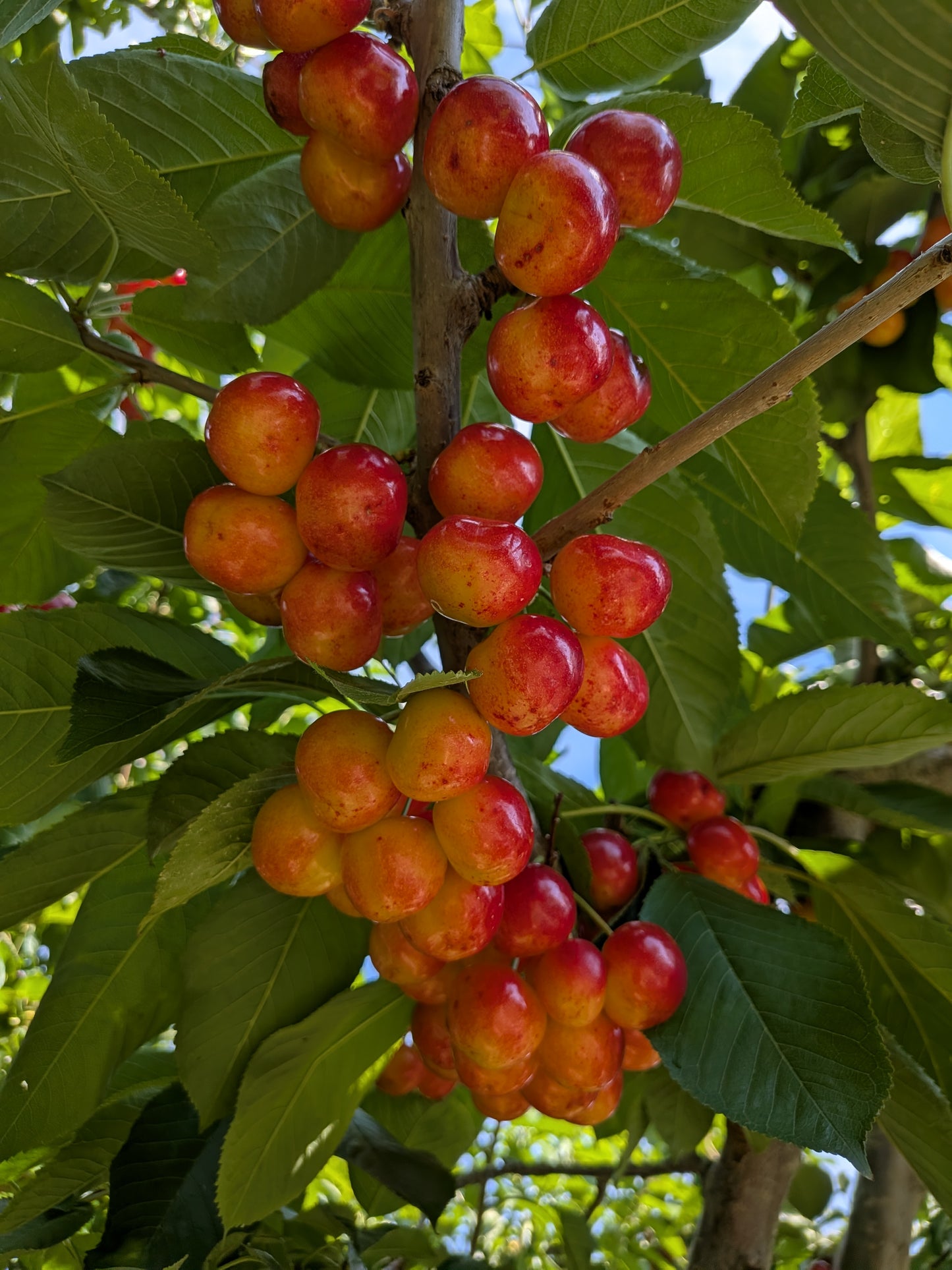 Cherries