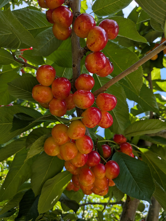 Cherries