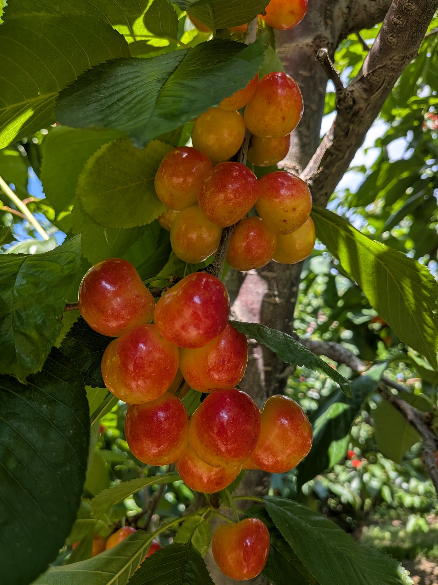 Cherries