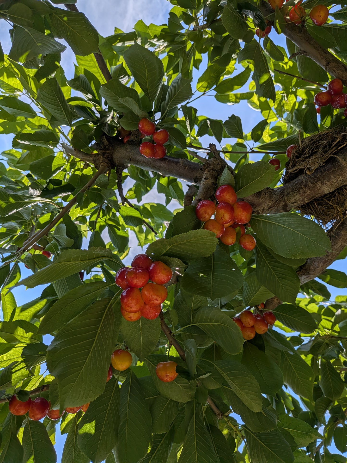 Cherries