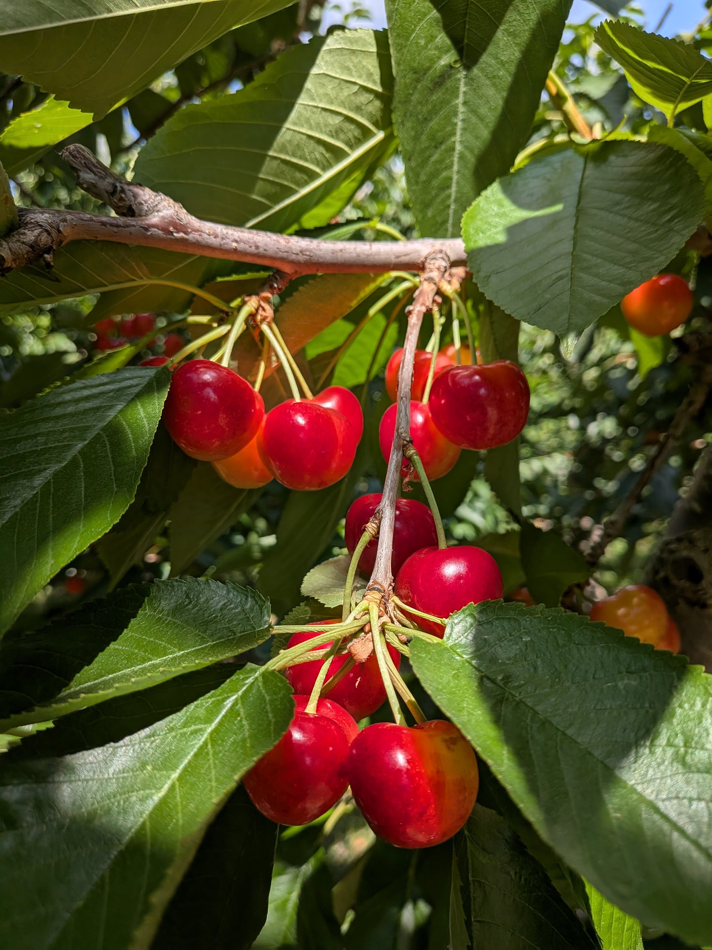 Cherries