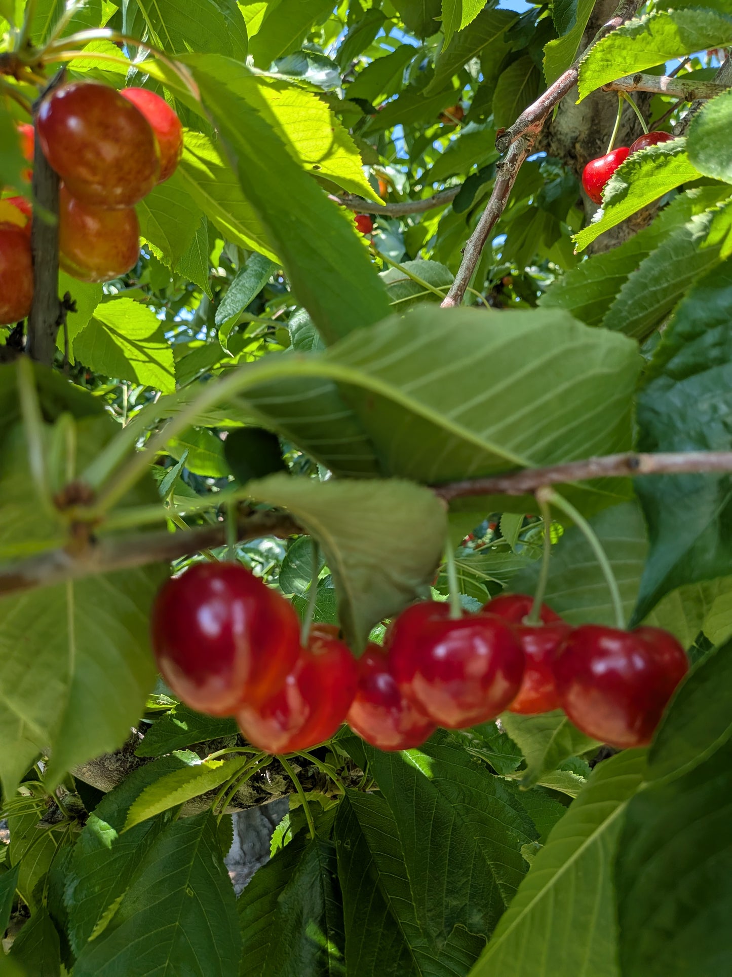 Cherries